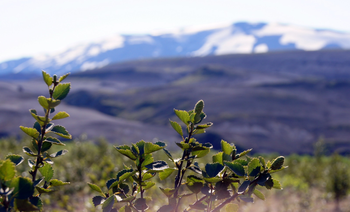 Málþing um Hekluskóga