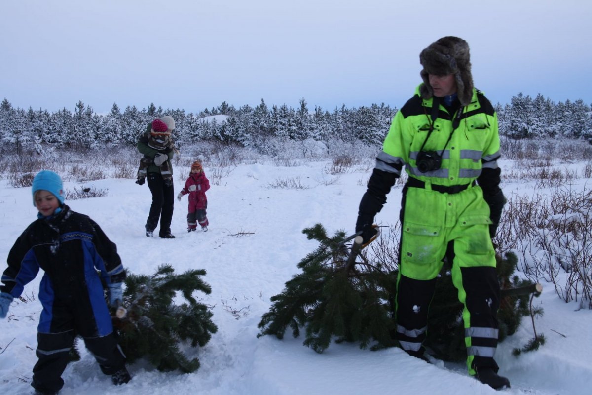 Jólatré sótt í Bolholtsskóg.