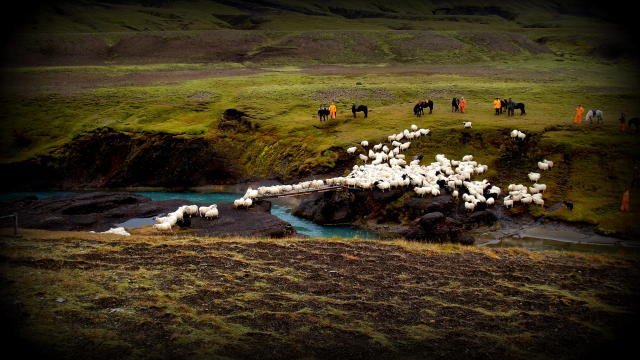Frá fjár­leit­um á Rangár­valla­af­rétti. Fé rekið yfir brú á Markarfljóti við Krók. Ljós­mynd/​Guðm…