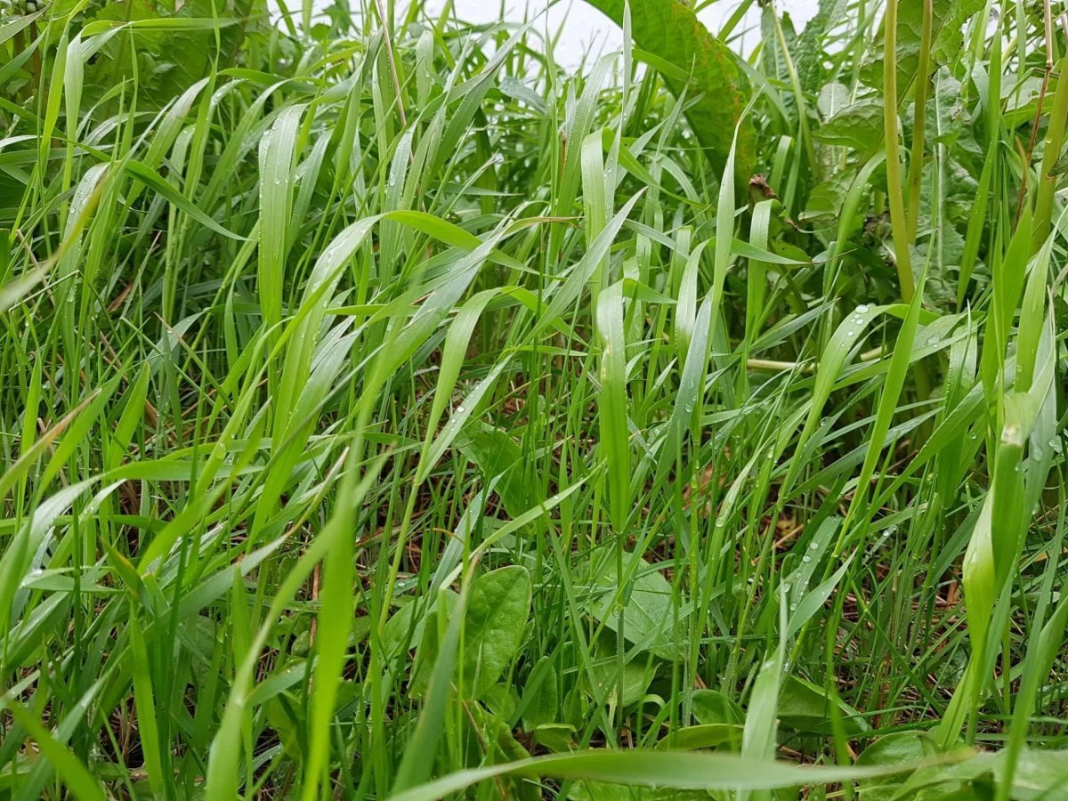 Reglur um garðslátt fyrir ellilífeyris- og örorkulífeyrisþega