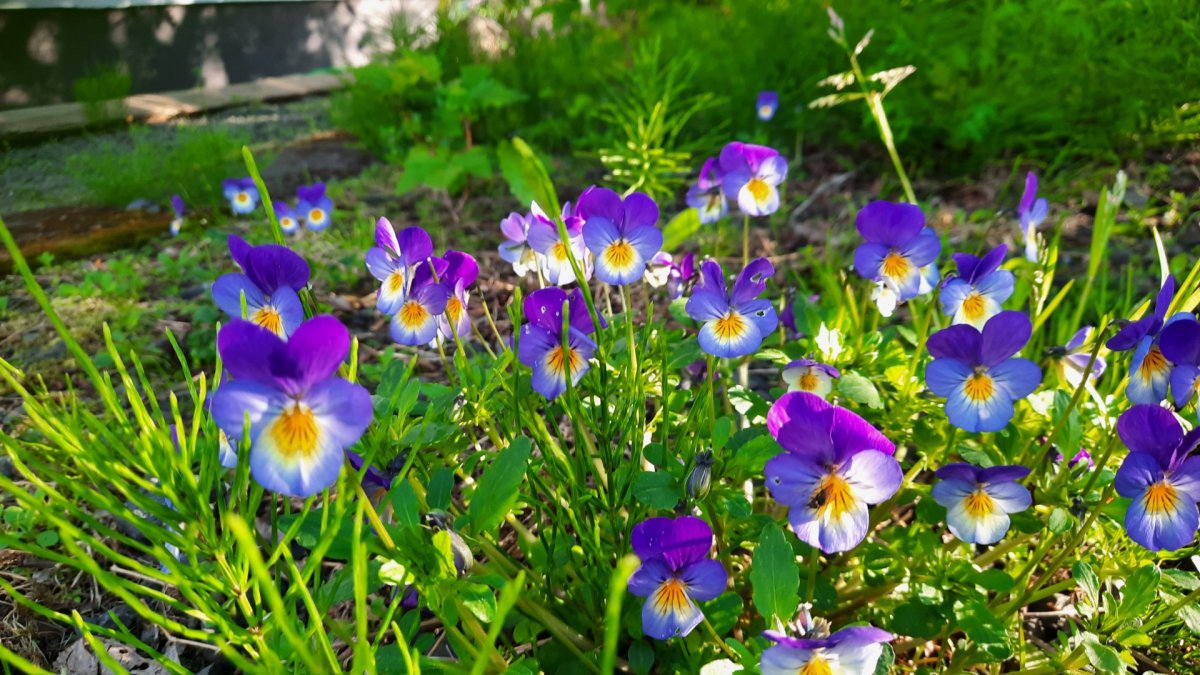 Umhverfisverðlaun - kosning