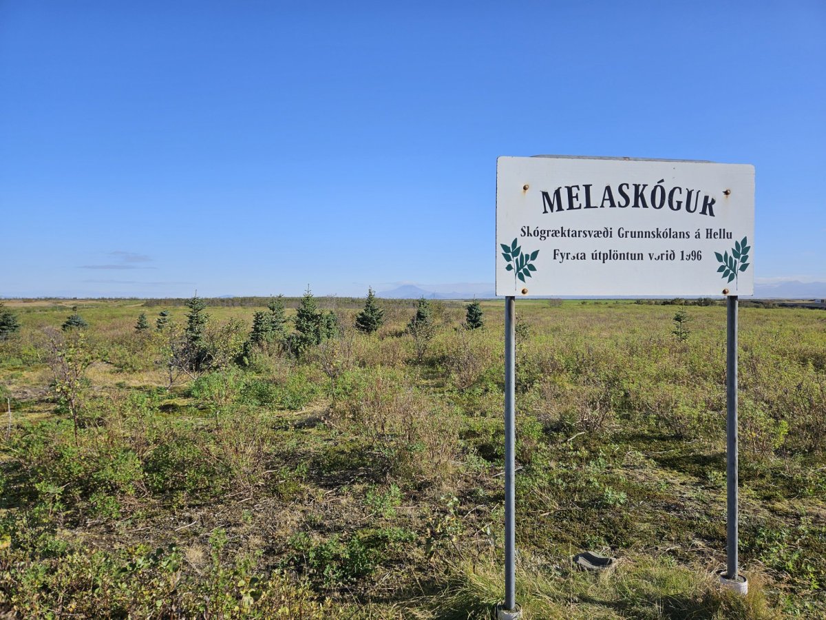Skiltið við innganginn í Melaskóg, austan Hellu. Grenitré og Hekla í bakgrunni.