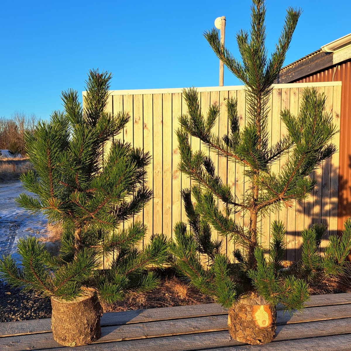 Jólatrjáasala 14. desember í Bolholtsskógi