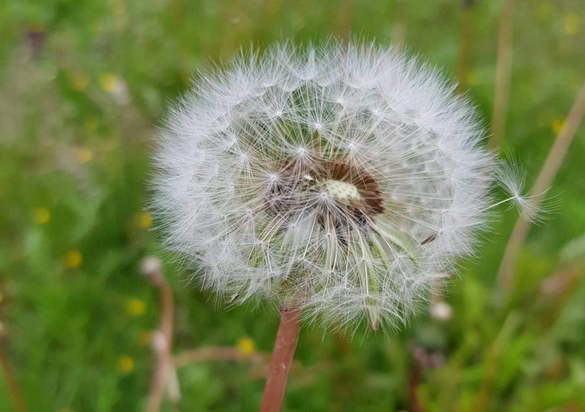 Menningarsjóður - opið fyrir umsóknir