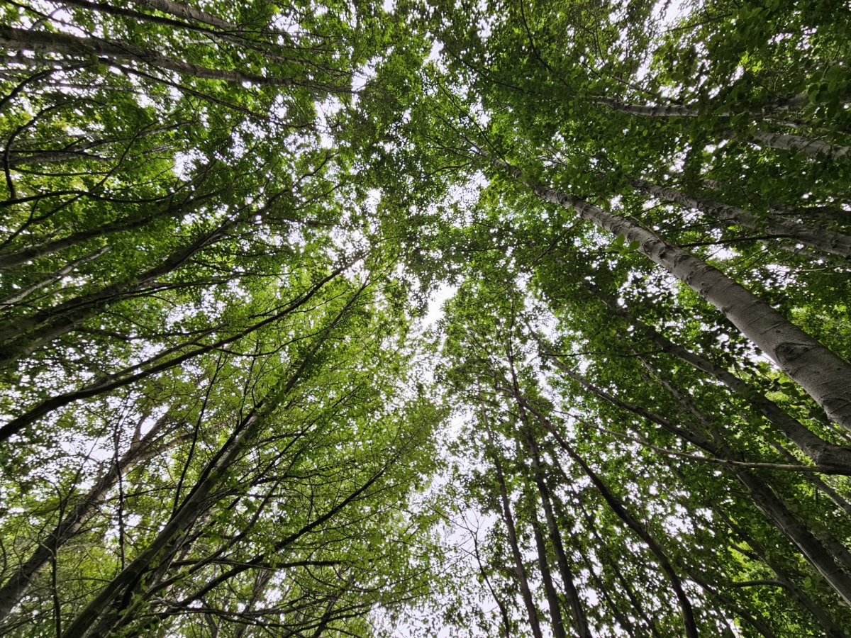 Heimgreiðslur - reglur og umsóknir