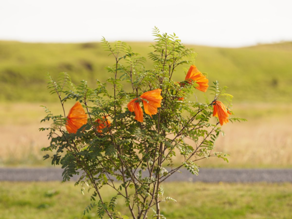 Óskað eftir tilnefningum til Umhverfisverðlauna 2023