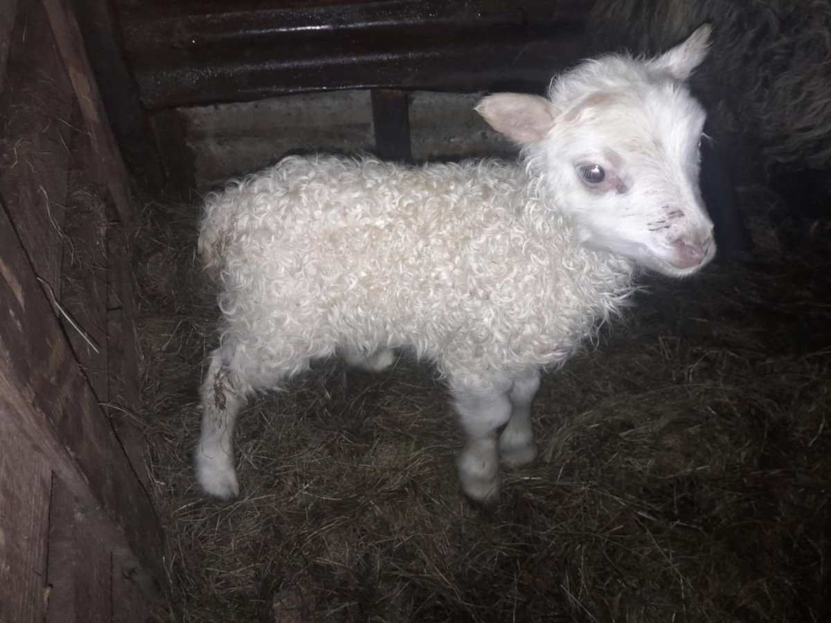 Fyrsta lamb ársins er fætt