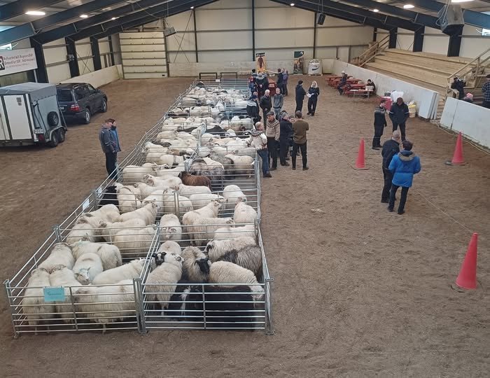 Dagur sauðkindarinnar 11. október