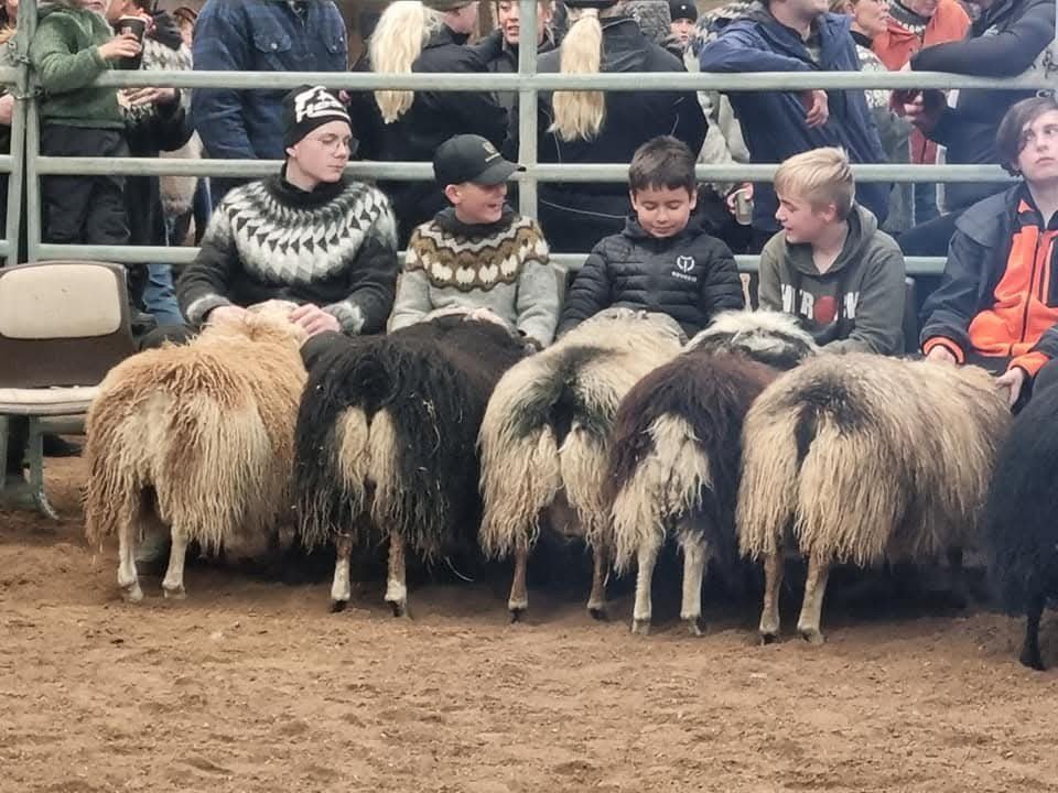 Fjárræktarfélagið Litur heldur fjárlitasýningu