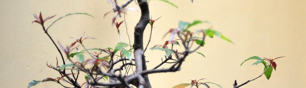 Forstöðumaður skólaþjónustunnar/ Kennsluráðgjafi