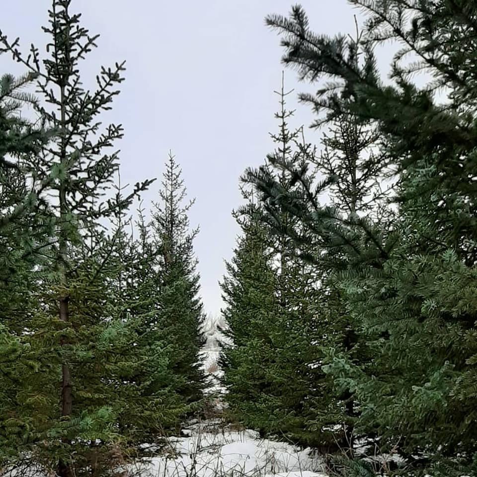 Jólatré í Bolholtsskógi. Mynd: Skógræktarfélag Rangæinga