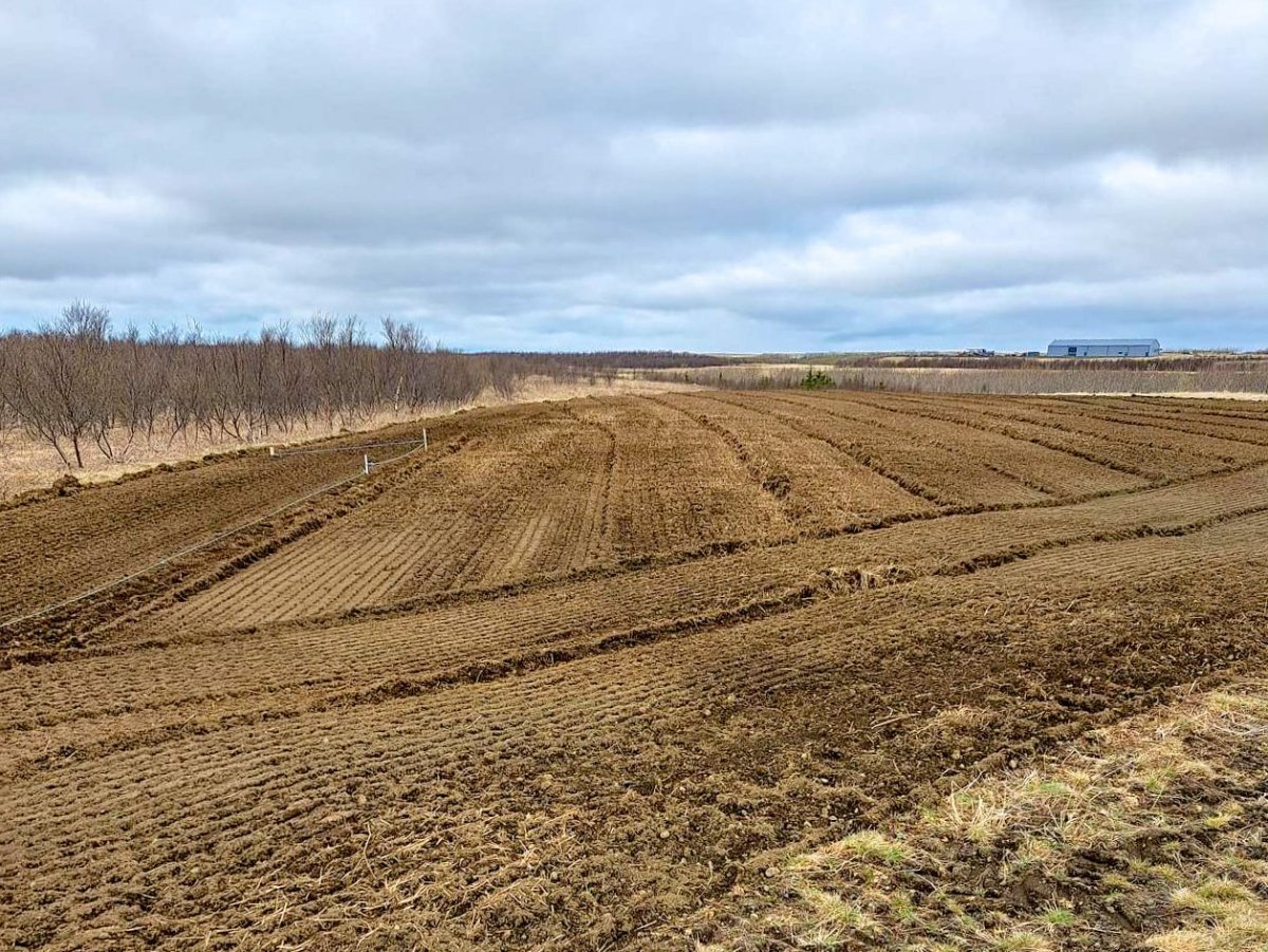 Einn, tveir og rækta!