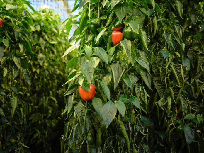 Ljósmynd/Startup Orkidea