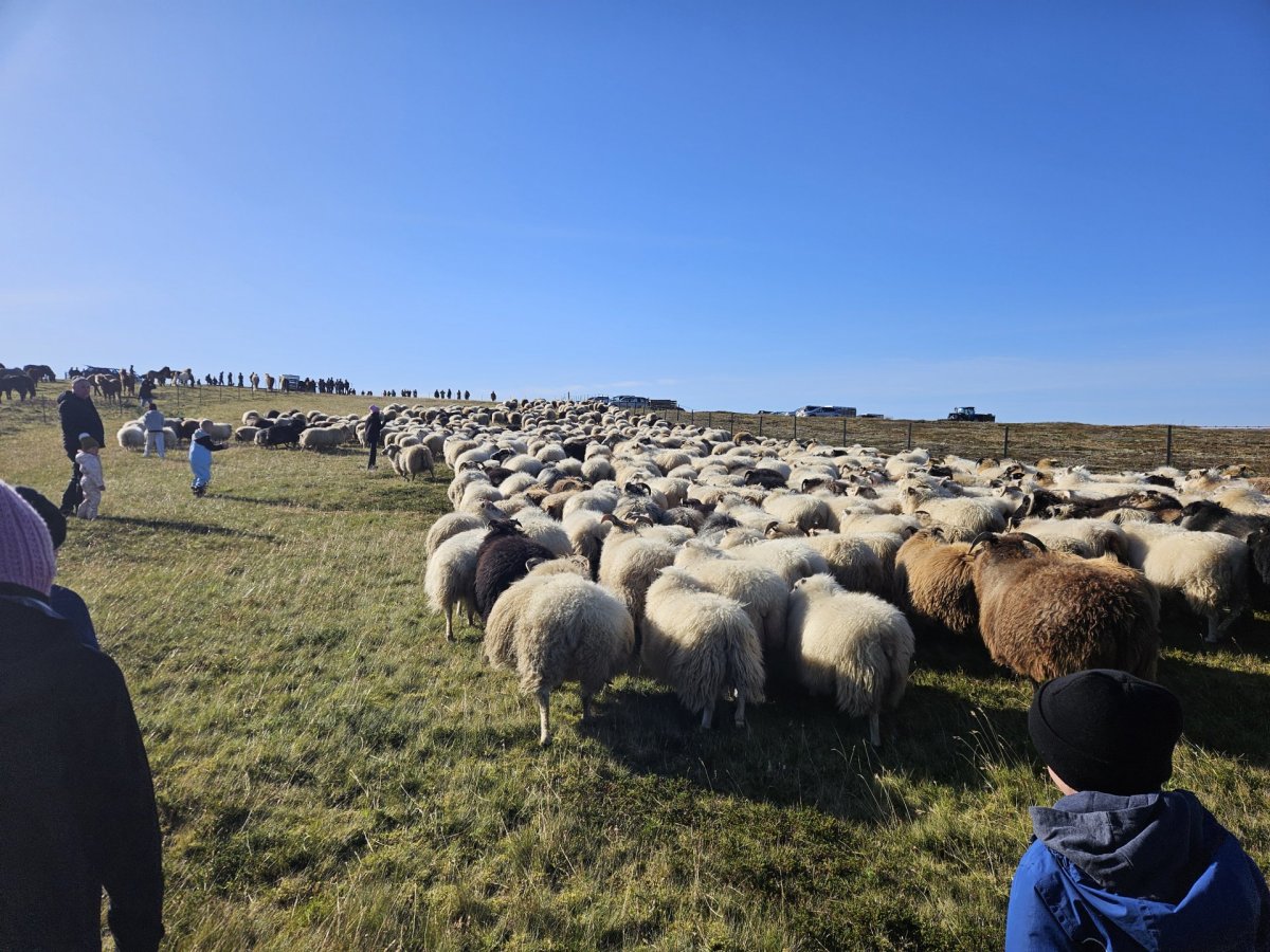 Sauðfé við Reyðarvatnsréttir 2025.