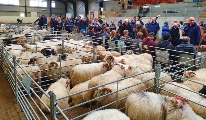 Frá degi sauðkindarinnar í Rangárhöllinni á Hellu.