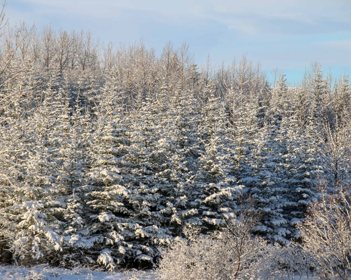 Tilkynning vegna óveðurs - skólahald fellur niður á mánudag