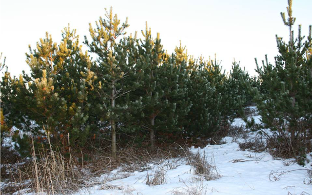 Jólatrjáasala í Bolholtsskógi