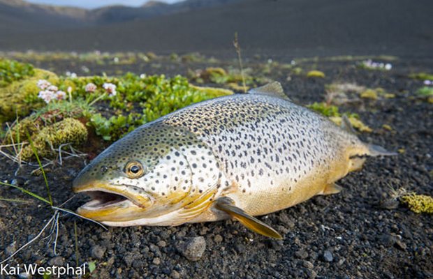 Rólegheit í Veiðivötnum - Veiði lík því sem var árin 2002-2004