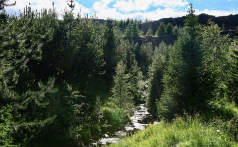 Leiðbeiningar um skógrækt í skipulagsáætlunum