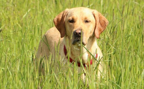 Hunda- og kattaeigendur í þéttbýli A.T.H.