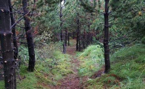 Úr göngustígakerfi Bolholtsskógar