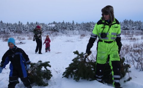 Jólatré sótt í Bolholtsskóg.