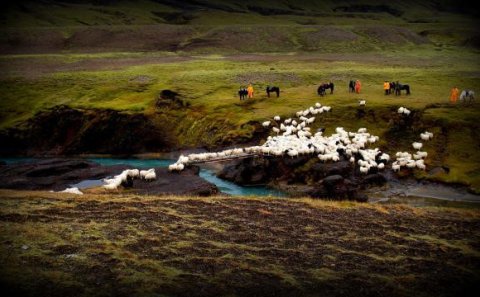Frá fjár­leit­um á Rangár­valla­af­rétti. Fé rekið yfir brú á Markarfljóti við Krók. Ljós­mynd/​Guðm…
