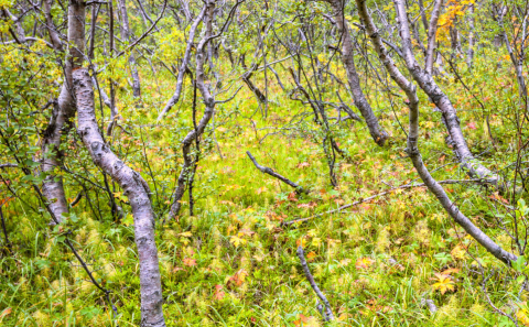 Félagsþjónustan auglýsir