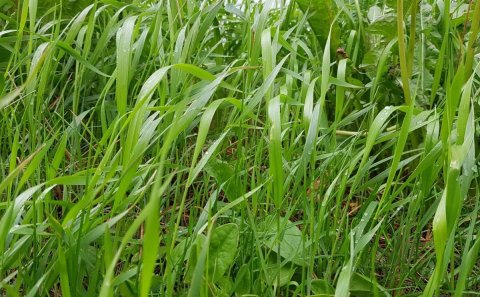 Reglur um garðslátt fyrir ellilífeyris- og örorkulífeyrisþega