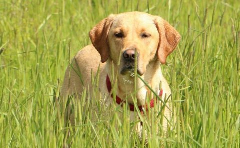 Hunda- og kattaeigendur í þéttbýli A.T.H.