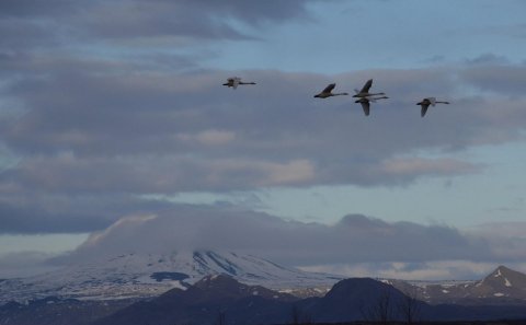 Mynd: Sólveig Stolzenwald