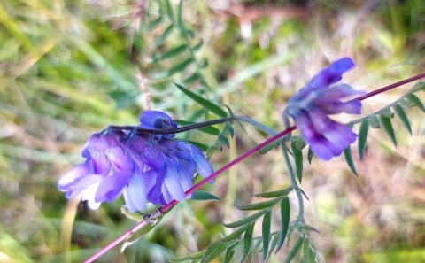 Samborgari Rangárþings ytra - óskað er eftir tilnefningum