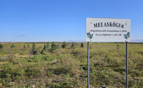 Skiltið við innganginn í Melaskóg, austan Hellu. Grenitré og Hekla í bakgrunni.