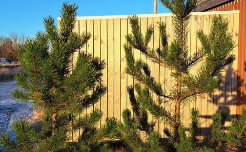 Jólatrjáasala 14. desember í Bolholtsskógi