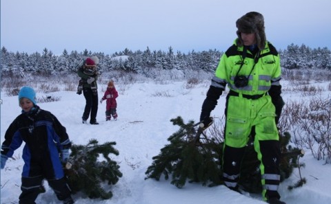 Jólatrjáasala í Bolholtsskógi þann 14. desember nk.
