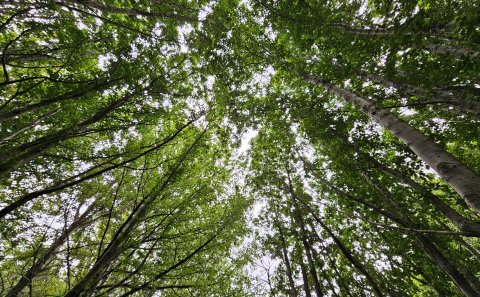 Heimgreiðslur - reglur og umsóknir