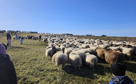 Helgi sauðkindarinnar