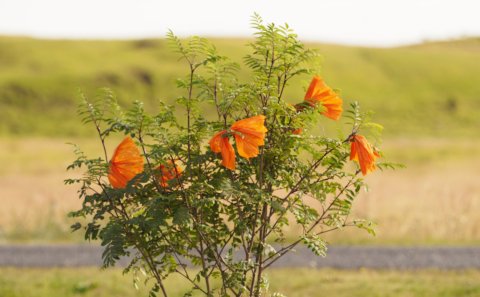 Óskað eftir tilnefningum til Umhverfisverðlauna 2023