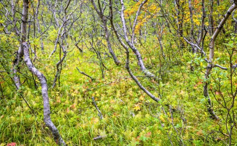 Starf félagsráðgjafa í barnavernd laust til umsóknar