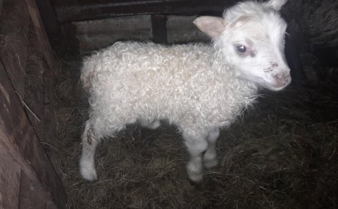 Fyrsta lamb ársins er fætt