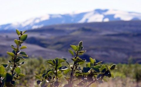 Málþing um Hekluskóga