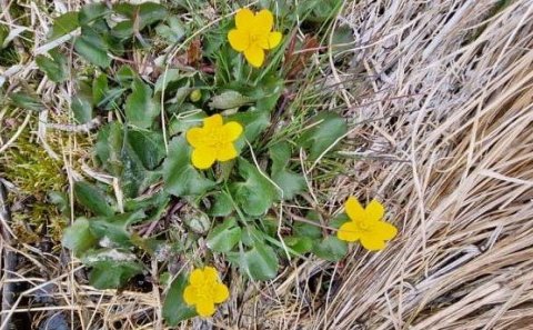 Starfsmaður óskast: Félagsþjónusta Rangárvalla- og Vestur Skaftafellssýslu