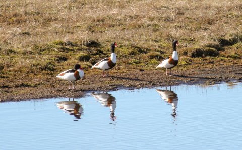 Sérstakur húsnæðisstuðningur vegna 15 – 17 ára námsmanna