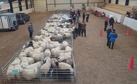 Dagur sauðkindarinnar 11. október