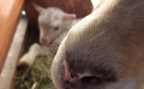 Dagur Sauðkindarinnar í Rangárvallasýslu