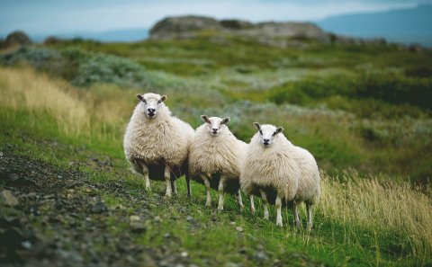 Opið fyrir umsóknir vegna þróunarverkefna búgreina