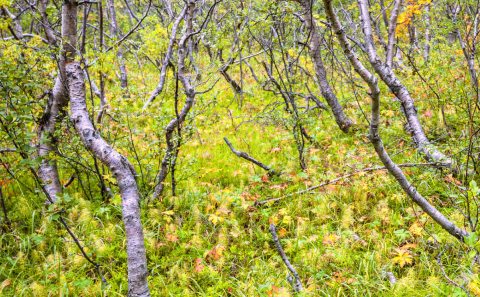 Félagsleg liðveisla