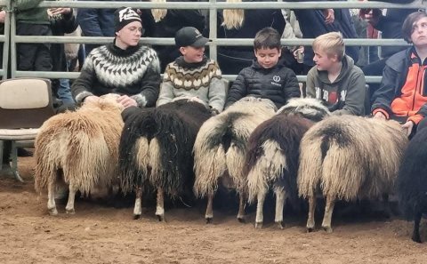 Fjárræktarfélagið Litur heldur fjárlitasýningu