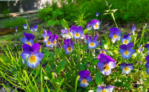 Oddi bs auglýsir eftir starfsmönnum í leik- og grunnskóla