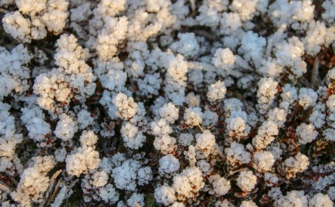 Frétt um Goðastein